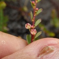 Phyllanthus gardnerianus (Wight) Baill.
